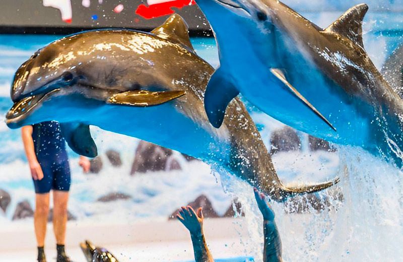 Dubai-Dolphinarium