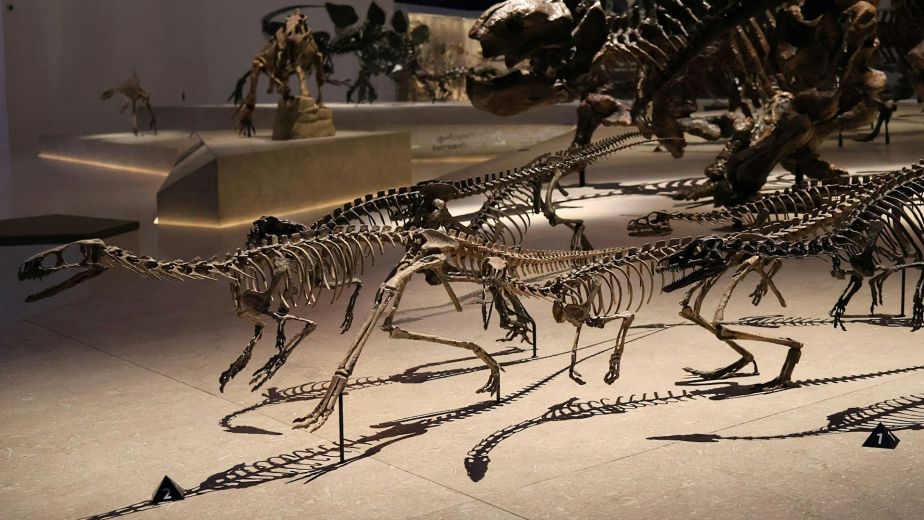 Natural History Museum Abu Dhabi